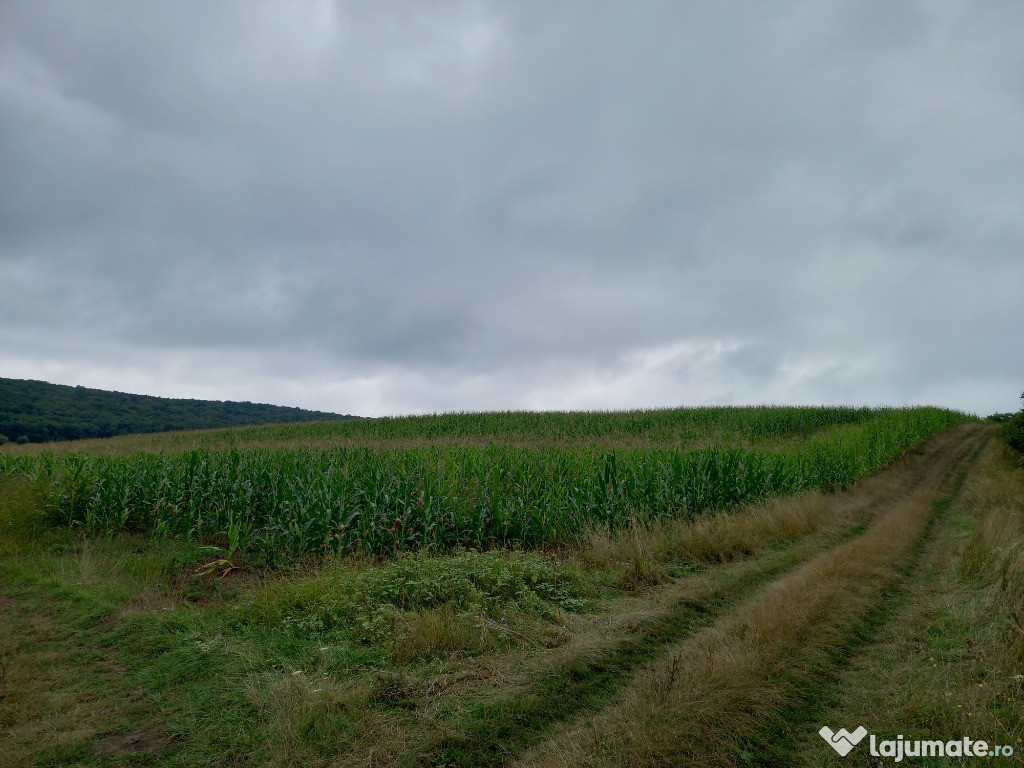 Teren agricol fertil 5800mp MOISA-Comuna GLODENI(MS)