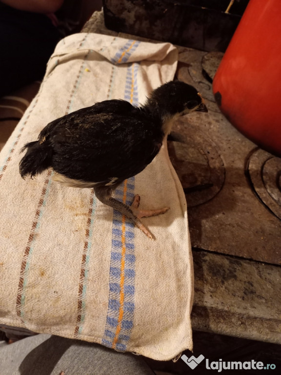 Pui australorp și oua