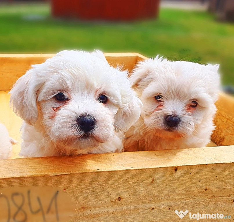 Bichon malteze rasă pură