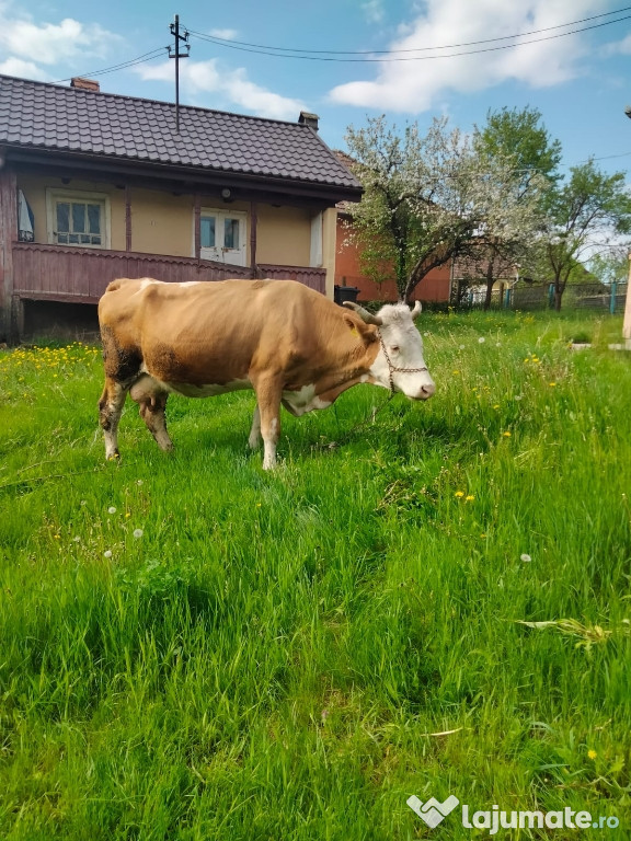 Vaca de 10 ani
