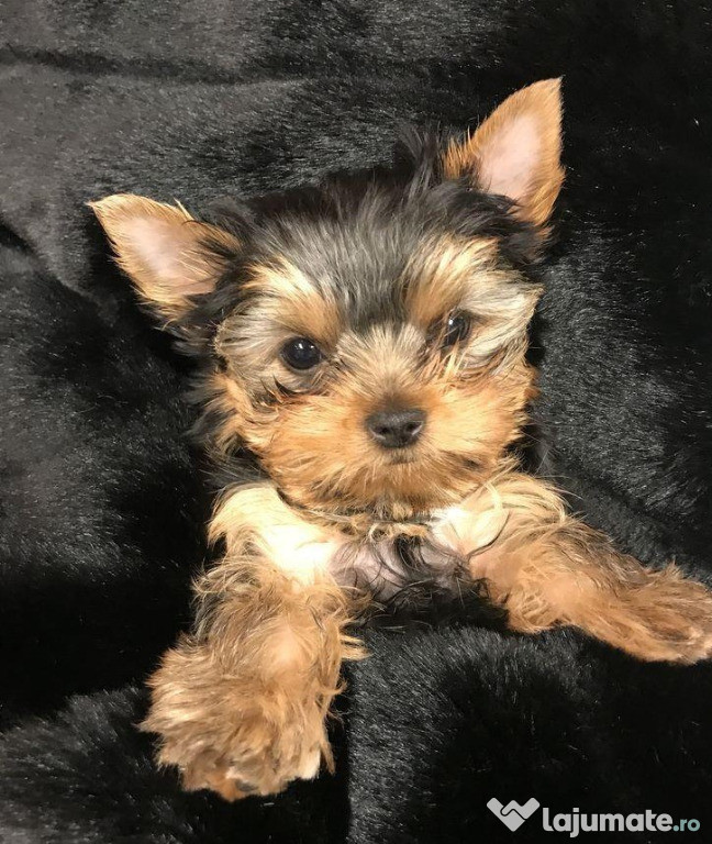 Yorkshire terrier mini toy