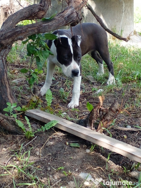 Caine