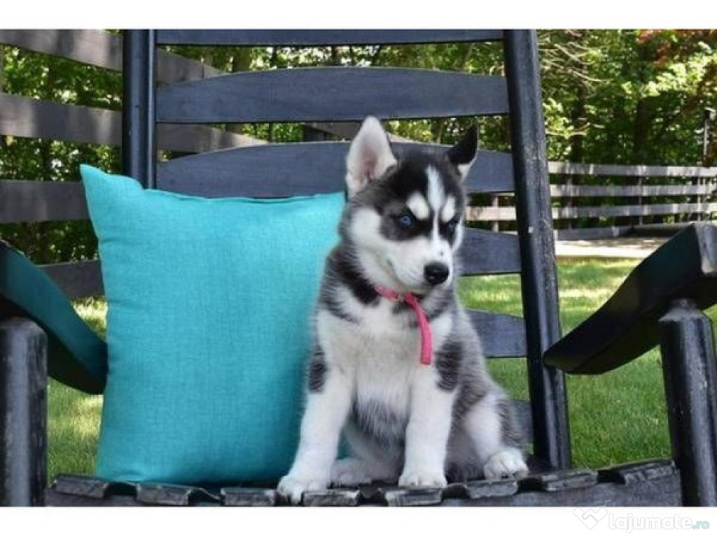 Catelusi husky siberian
