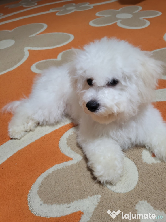 Pentru monta Bichon Frise cu Pedigree