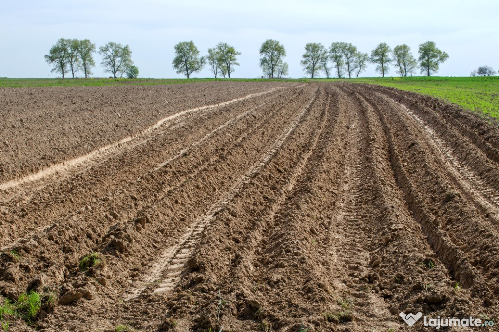 3 hectare compacte teren arabil, Umbraresti, negociabil