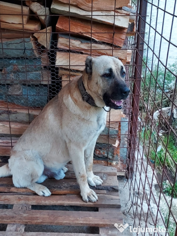 Câine Kangal