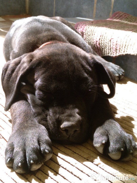 Catei Cane Corso