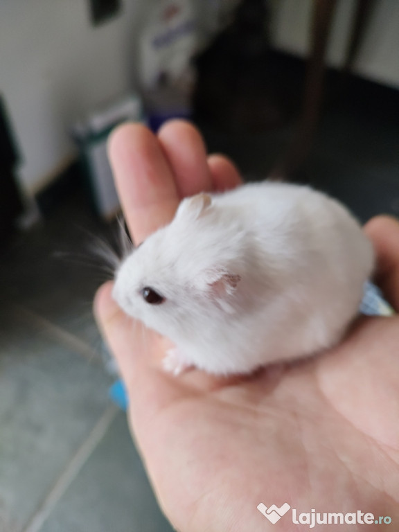 Hamster alb cu cușca
