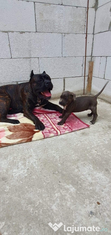 Pui Cane Corso