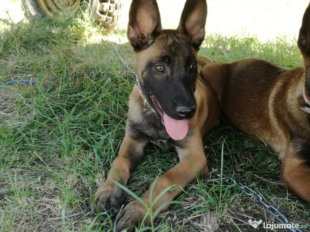 Pui ciobănesc belgian malinois