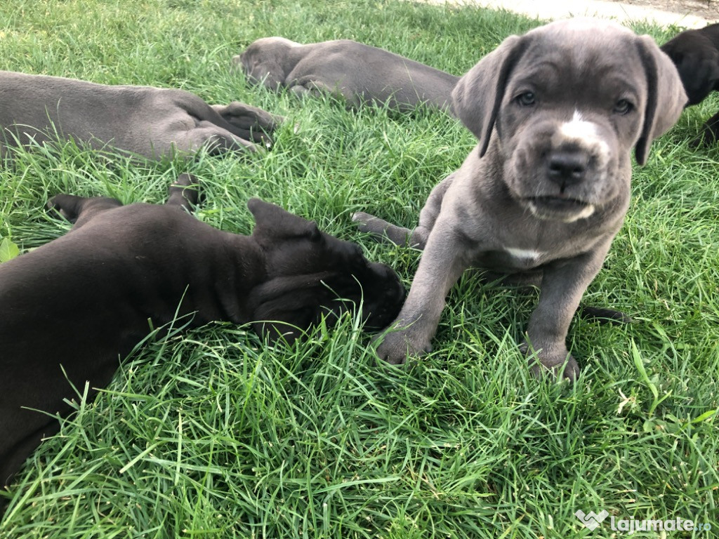 Cane Corso