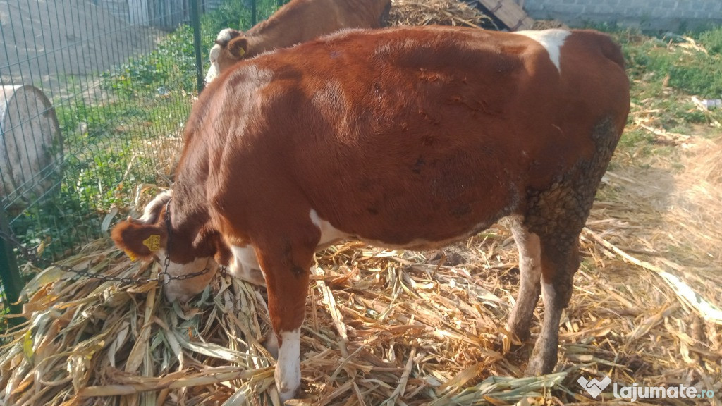2 Juninci gestante și o vaca la prima fătare