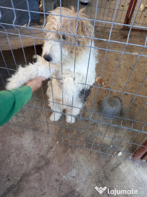 Fox terrier sarmos