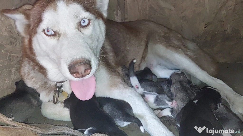 Husky Siberian