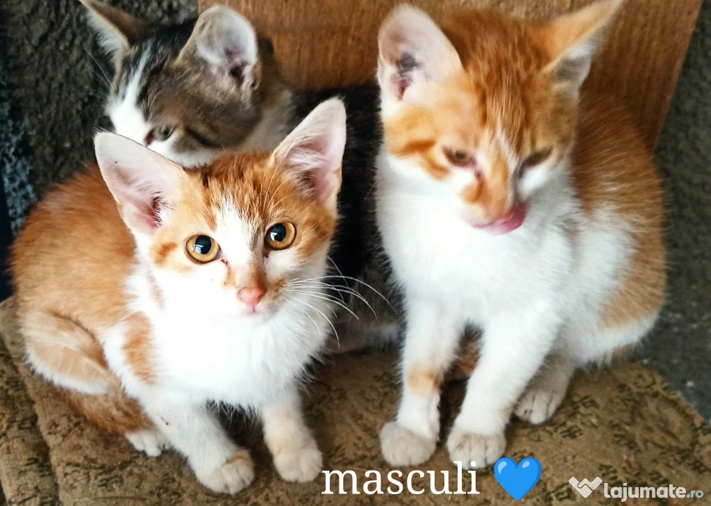 Donez 4 pui de pisica (2 masculi și 2 femele) URGENT!!!