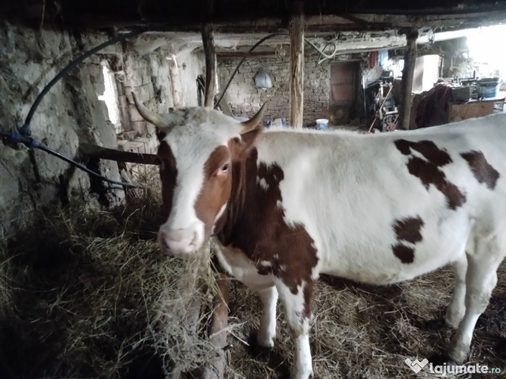 Juninca Red hollstein