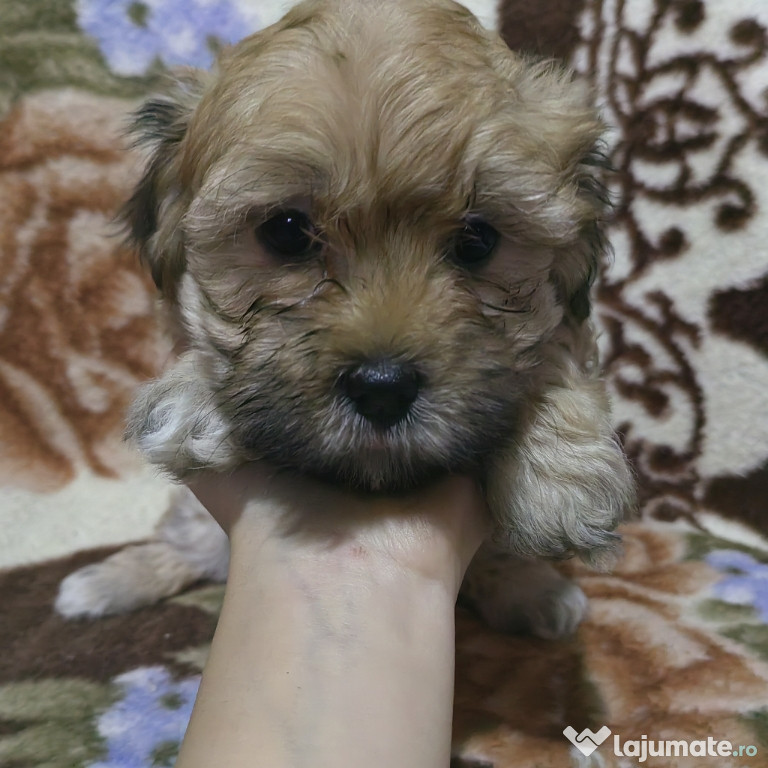 Vând căței bichon