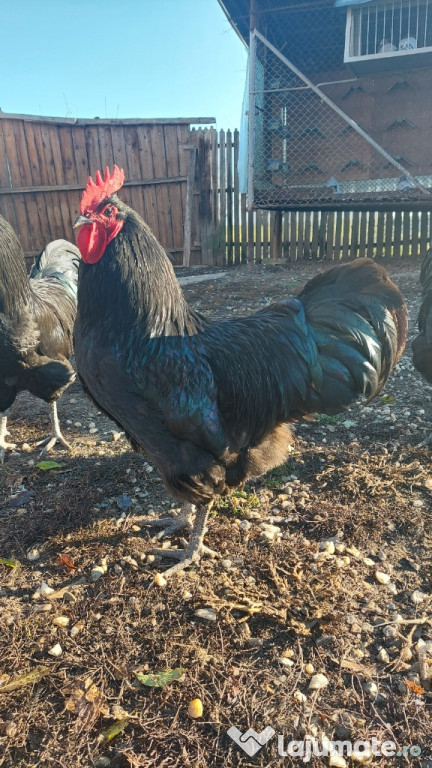 Cocos australorp 2022