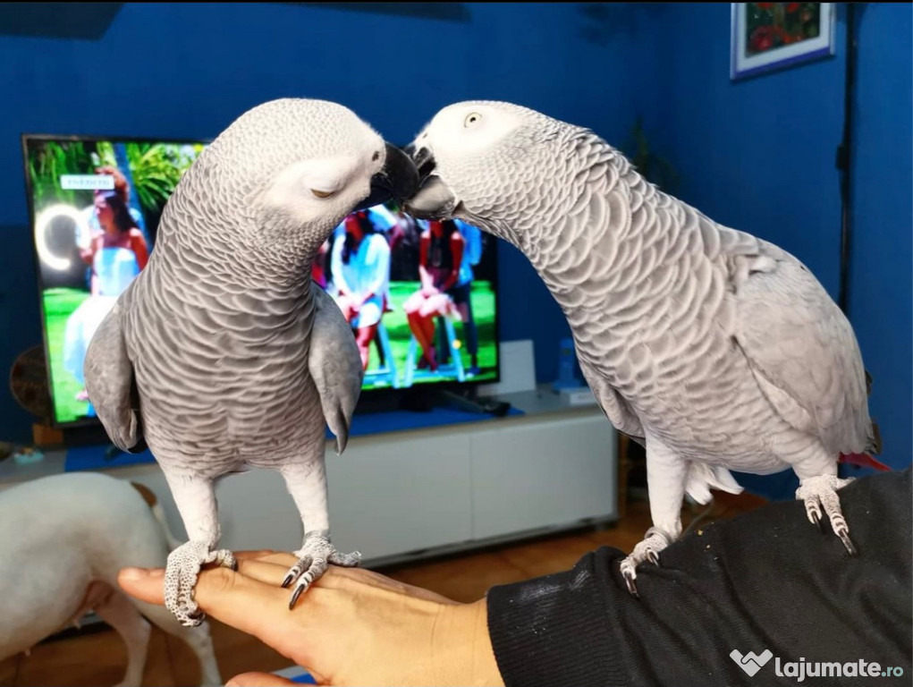 Doi papagali cenușii africani vorbitori disponibili numai pentru casele iubitoare.