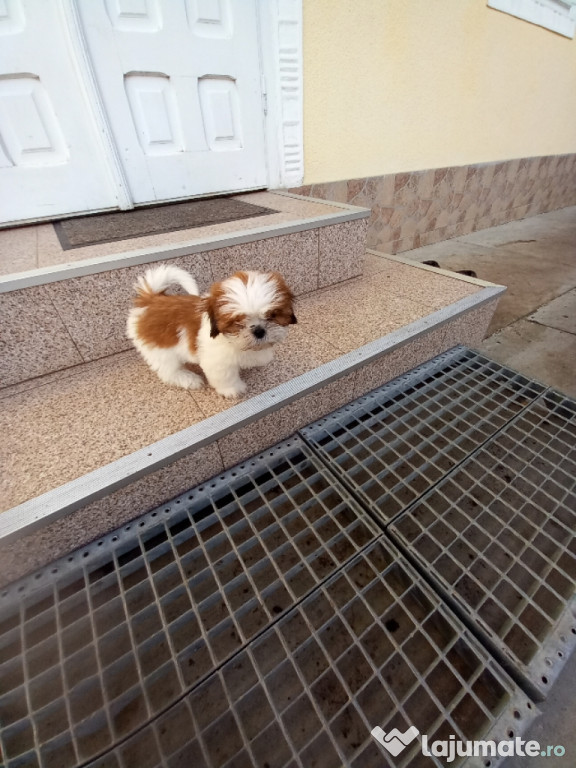Catei shih tzu