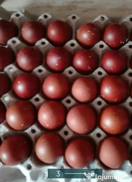 Oua incubat din diferite rase