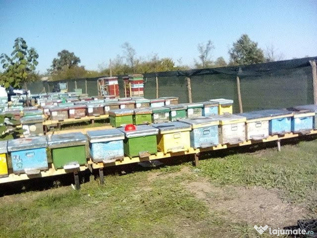 Miere din Delta Dunării