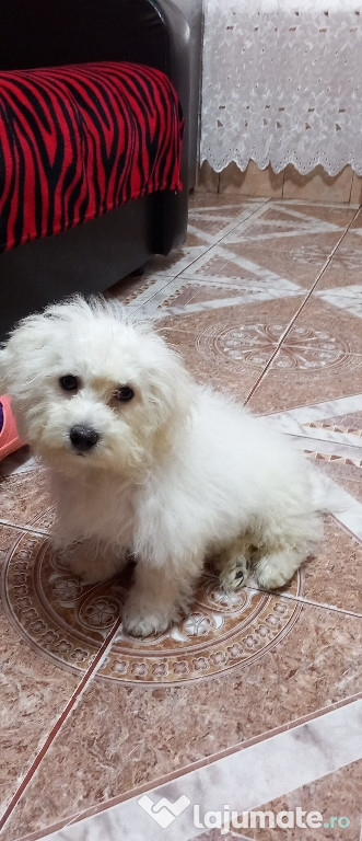 Bichon maltez