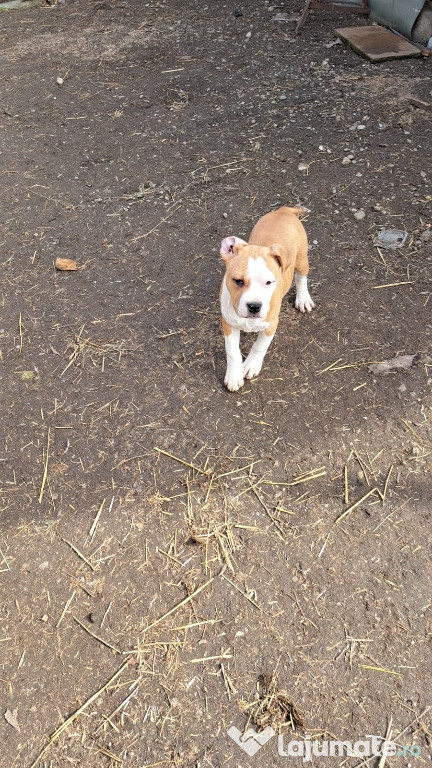 Amstaff din părinți cu pedigree