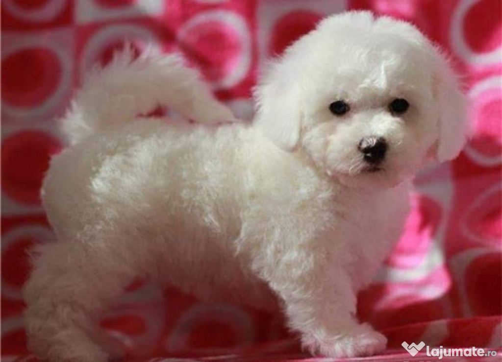 Bichon Frise, albi imaculati, nu lasa par, ideal