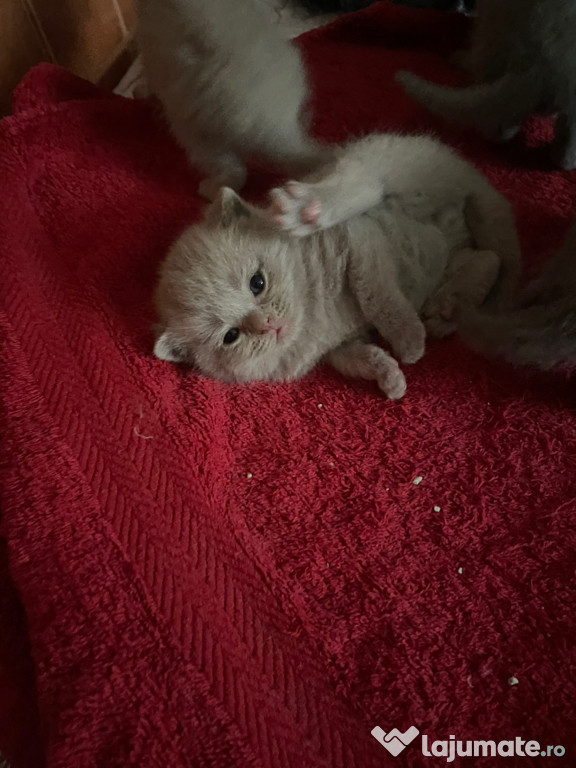 Pui Scottish Fold