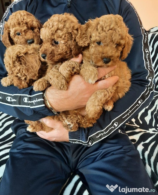 Pui Pudel-Poodle Caniche red toy rasa pura transport