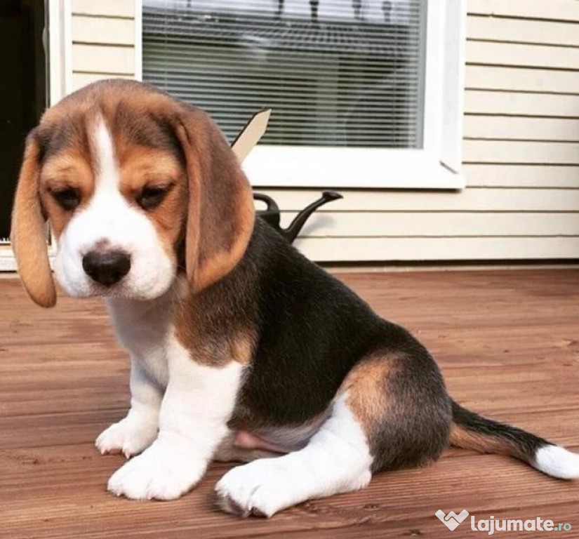 Beagle, par scurt, tricolori, 2 luni, parinti cu pdigree tip