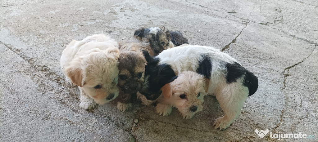 Vând pui de bichoni maltese ,3 băieței și 2 fetite