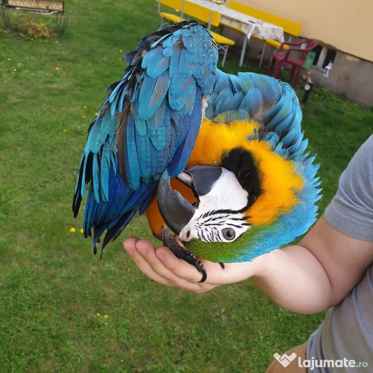 Scarlet macaw parrot