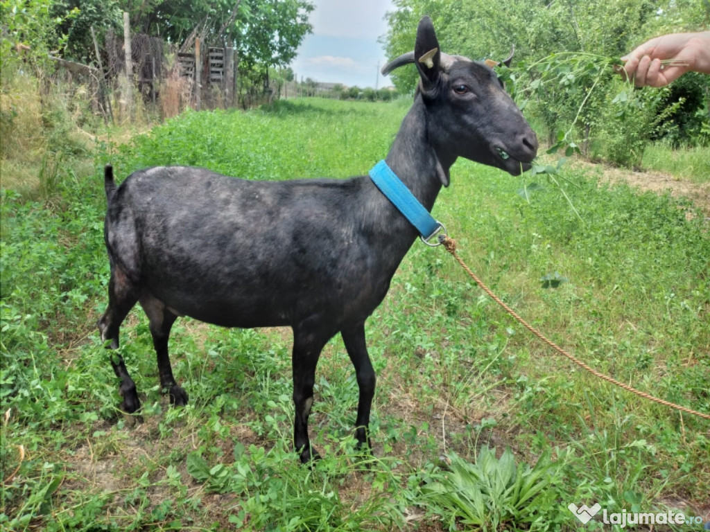 Capra Murciana Granadina își schimbă locația