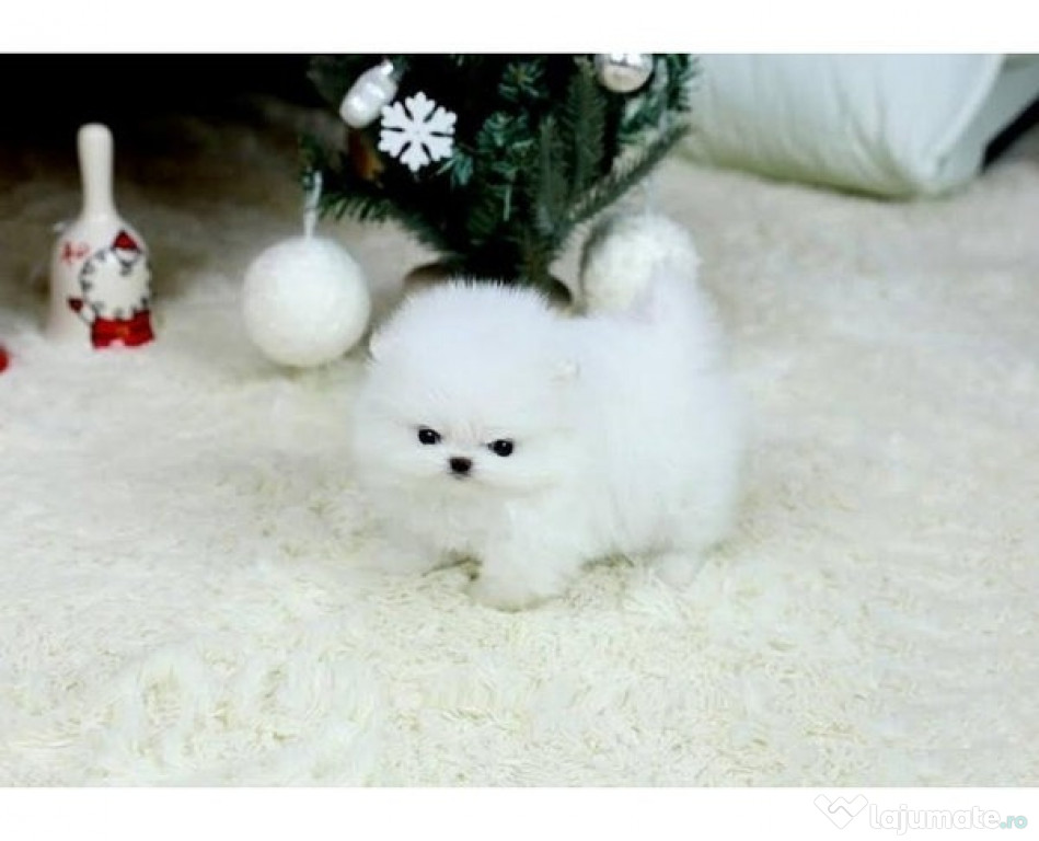Pui de rasa pomeranian