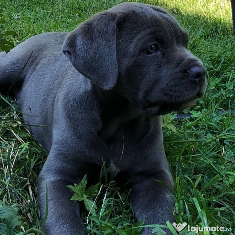 Catelusi Cane corso de culoare albastra