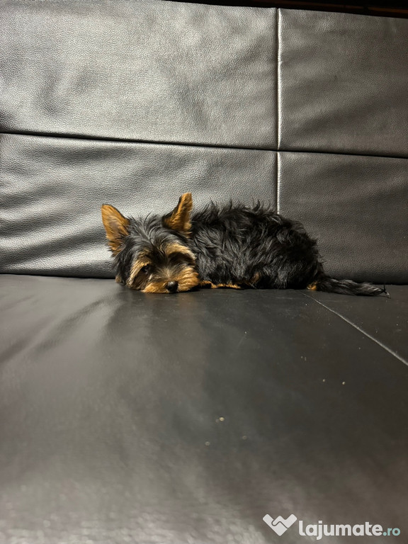 Yorkshire terrier mini toy