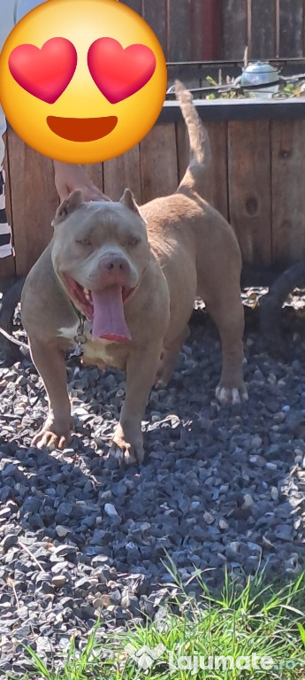 Femelă American bully pocket