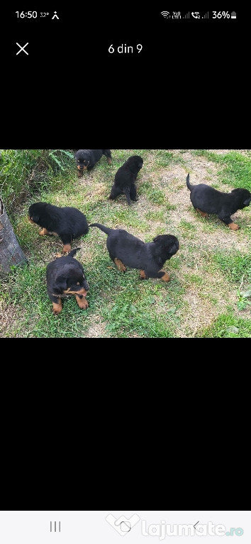 VAND PUI ROTTWEILER