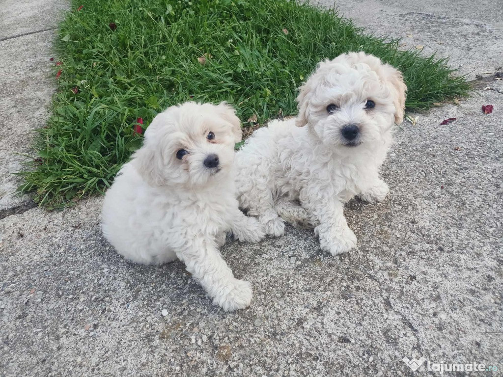 Catelusi bichon de vanare