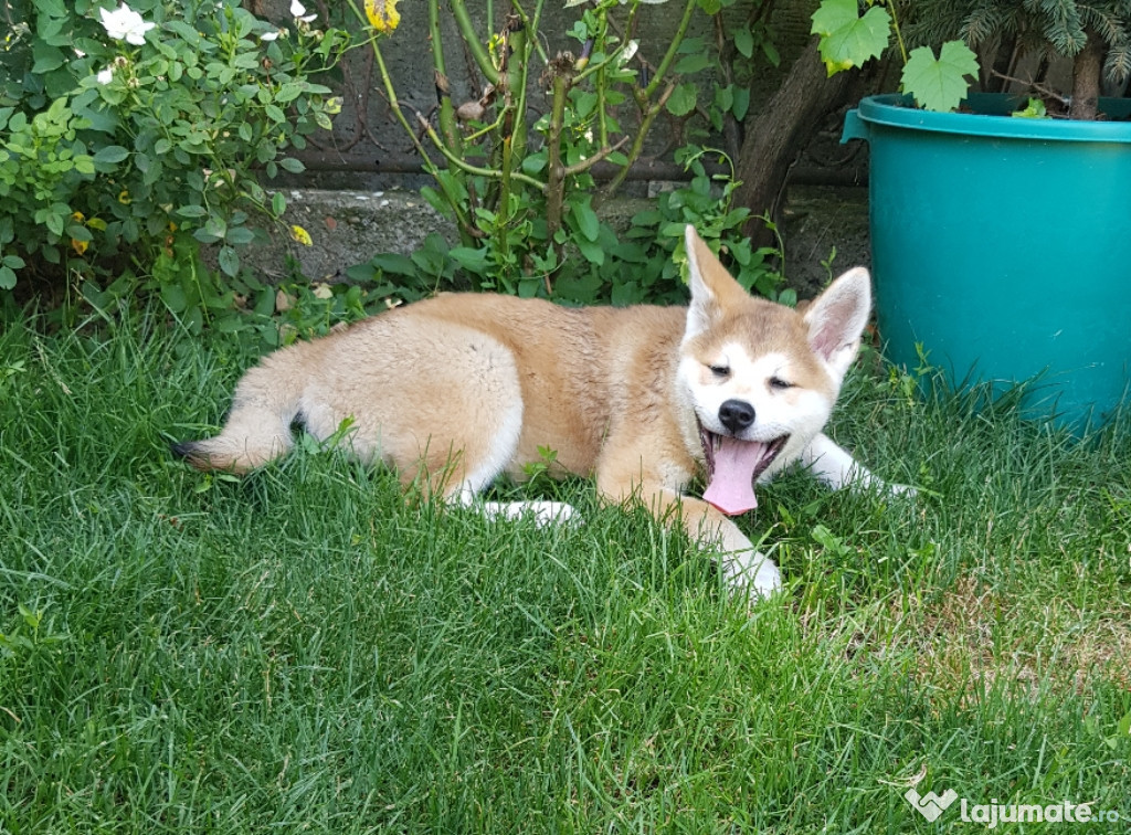 Pui Akita Inu (japonez)