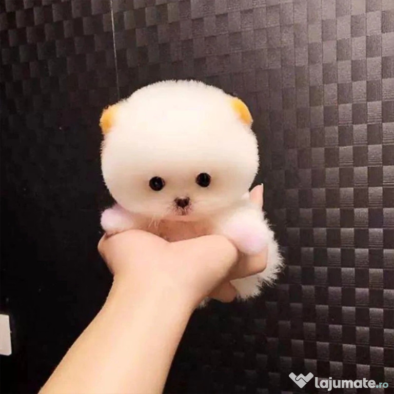 Pomeranian Mini Boo Toy