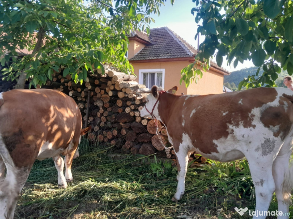 Vaca baltata romaneasca