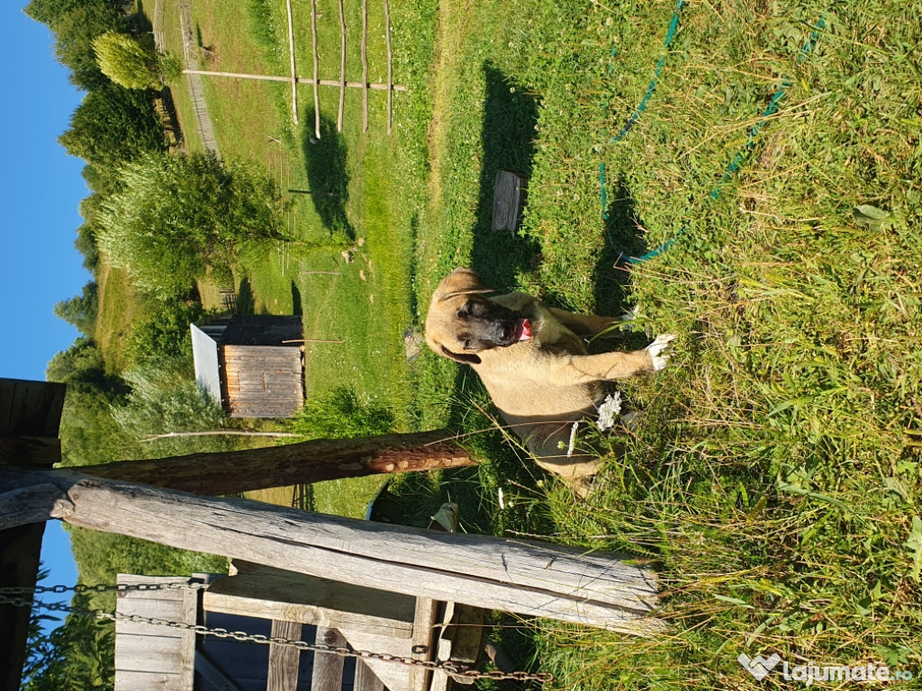 Căței kangal de vânzare