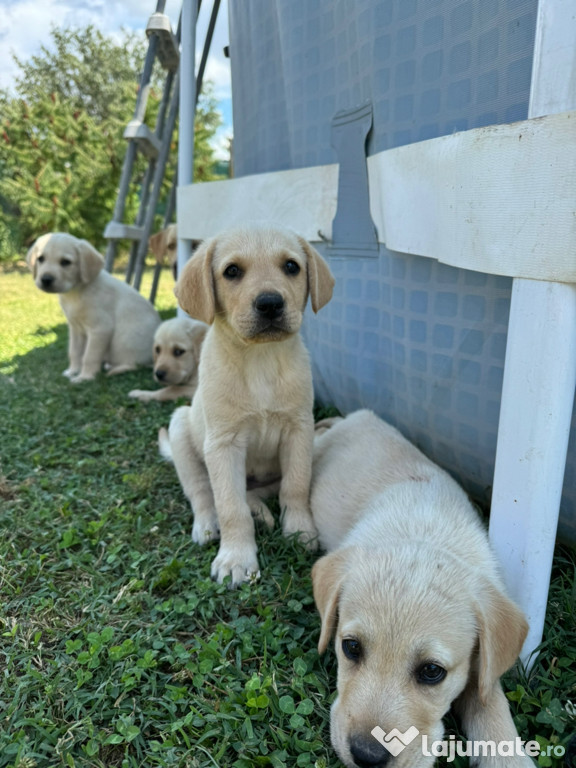 Retriever labrador caută căsuță nouă