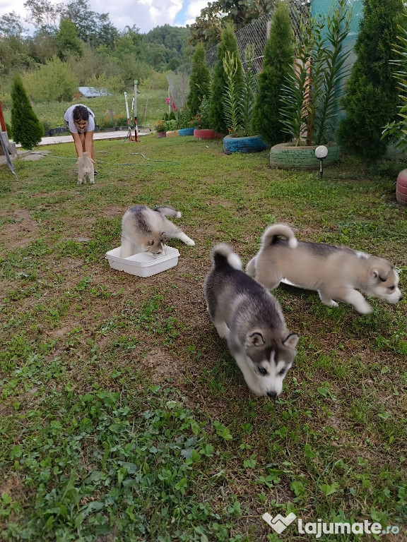 Husky siberian caută casa