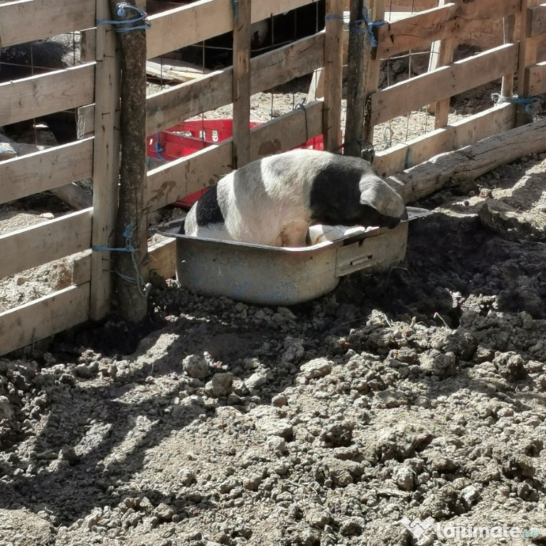 Porci Bazna de vânzare