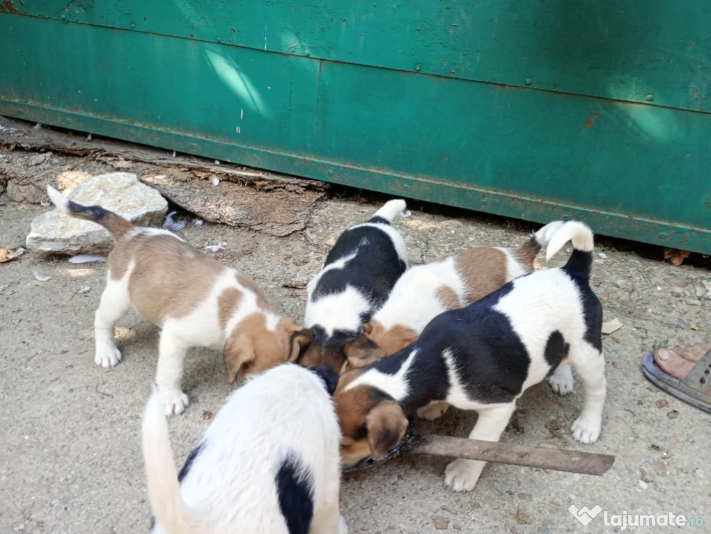 Vând căței fox terrier