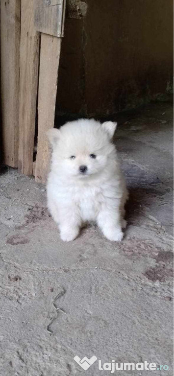 Baietel pomeranian